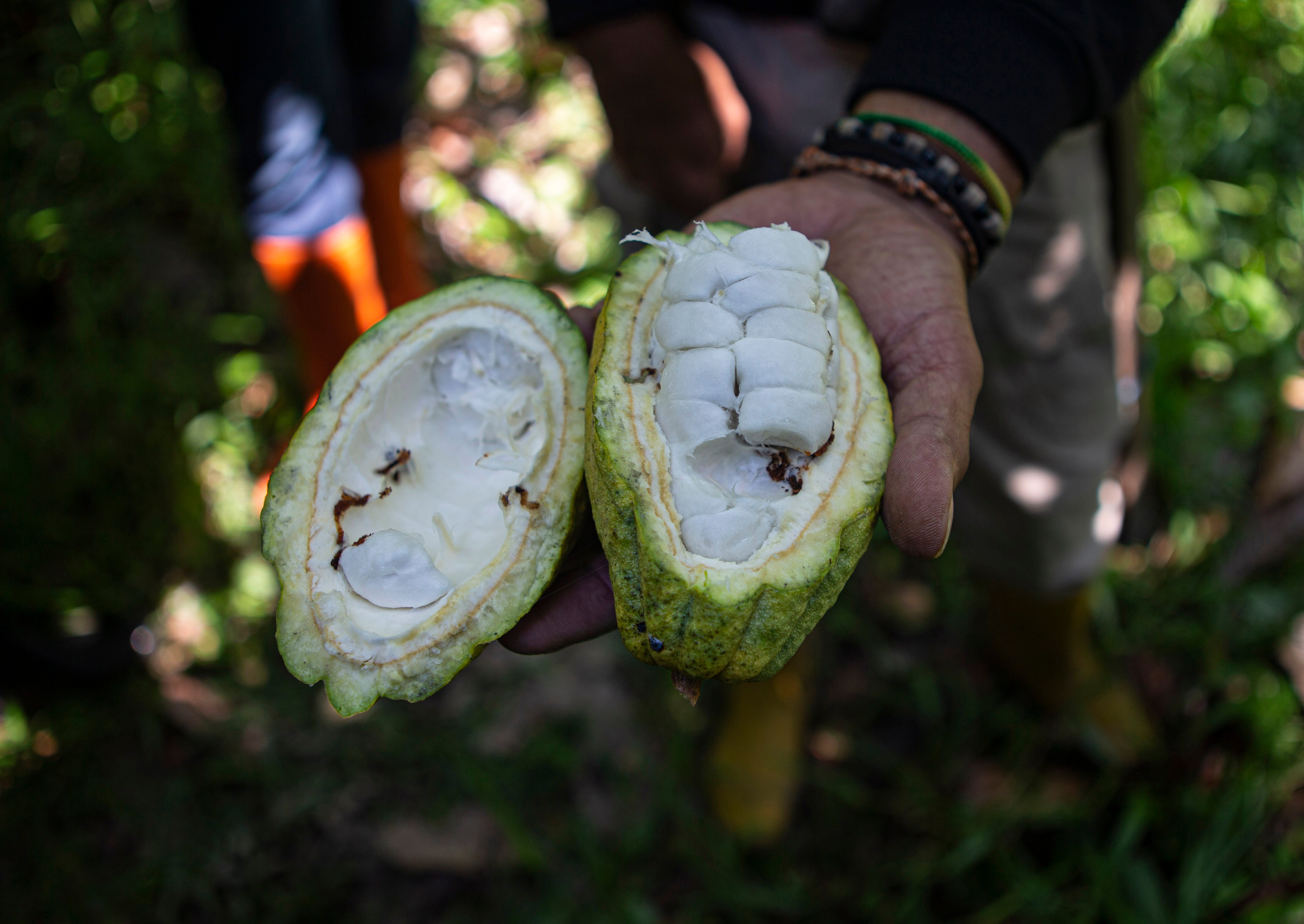 Tanaman cokelat atau kakao yang memiliki buah sempurna