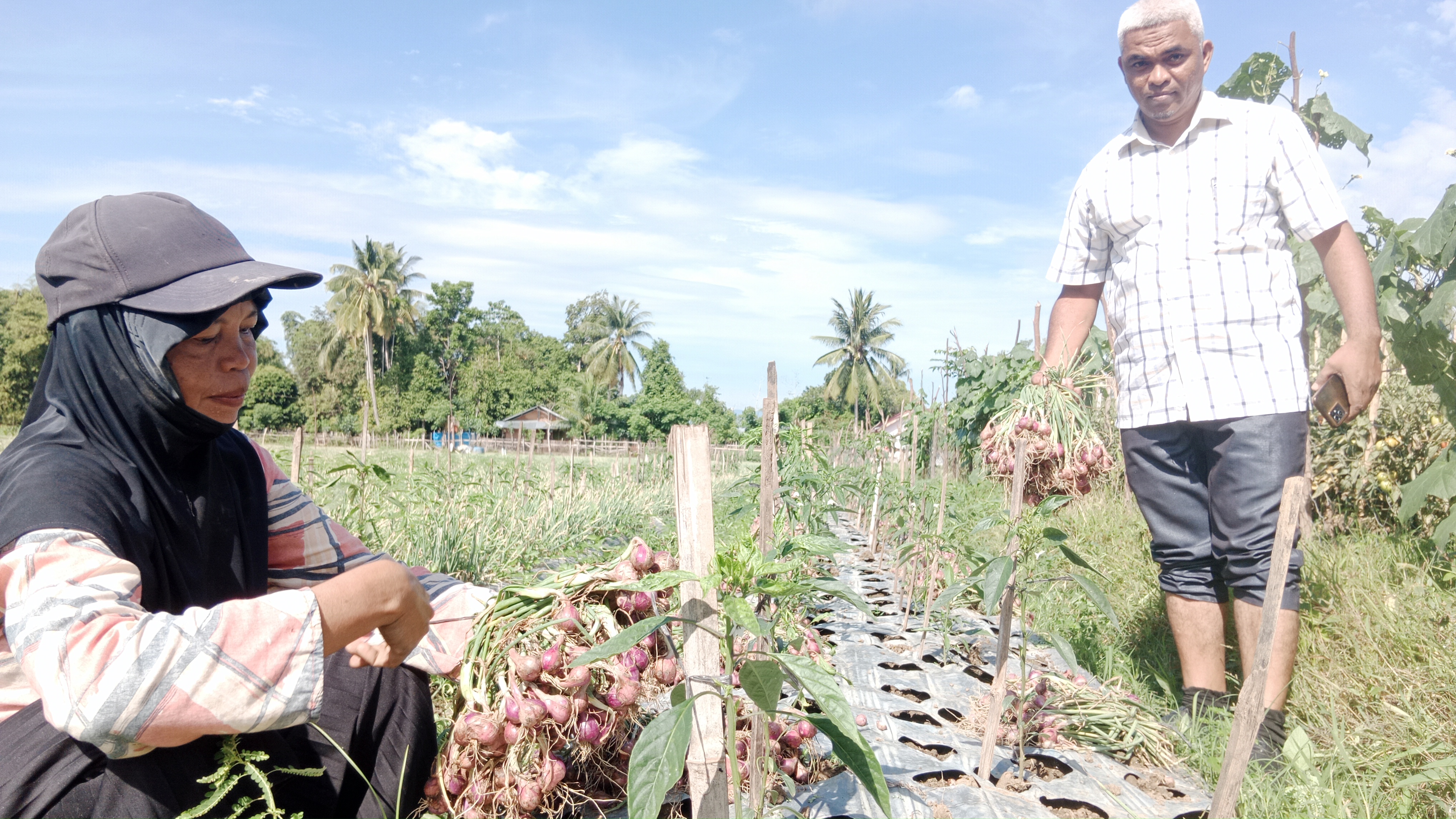 Petani di Pidie, Aceh, memanen bawang merah di lahan mereka.