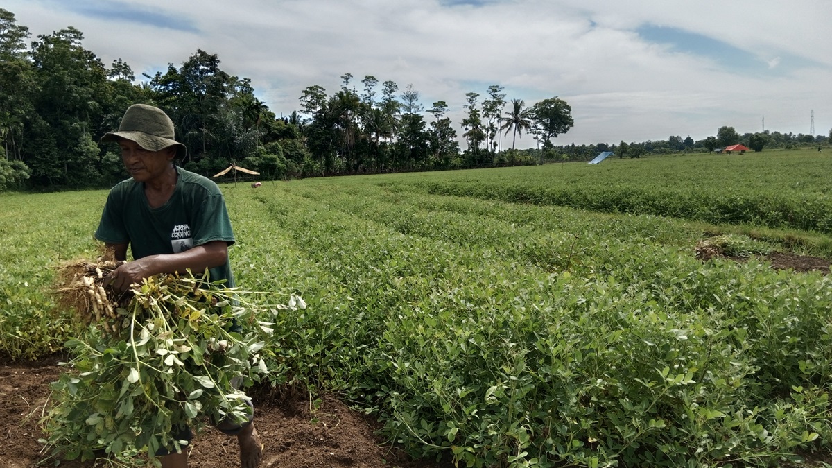 Ilustrasi - petani disarankan menanam palawija 
