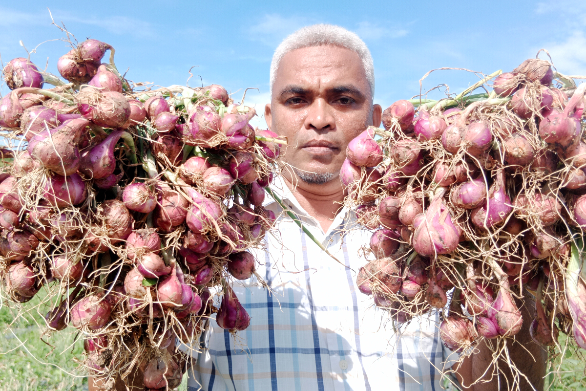 Petani di Desa Gong Kecamatan Simpang Tiga, Kabupaten Pidie, Aceh, sedang memanen bawang Merah