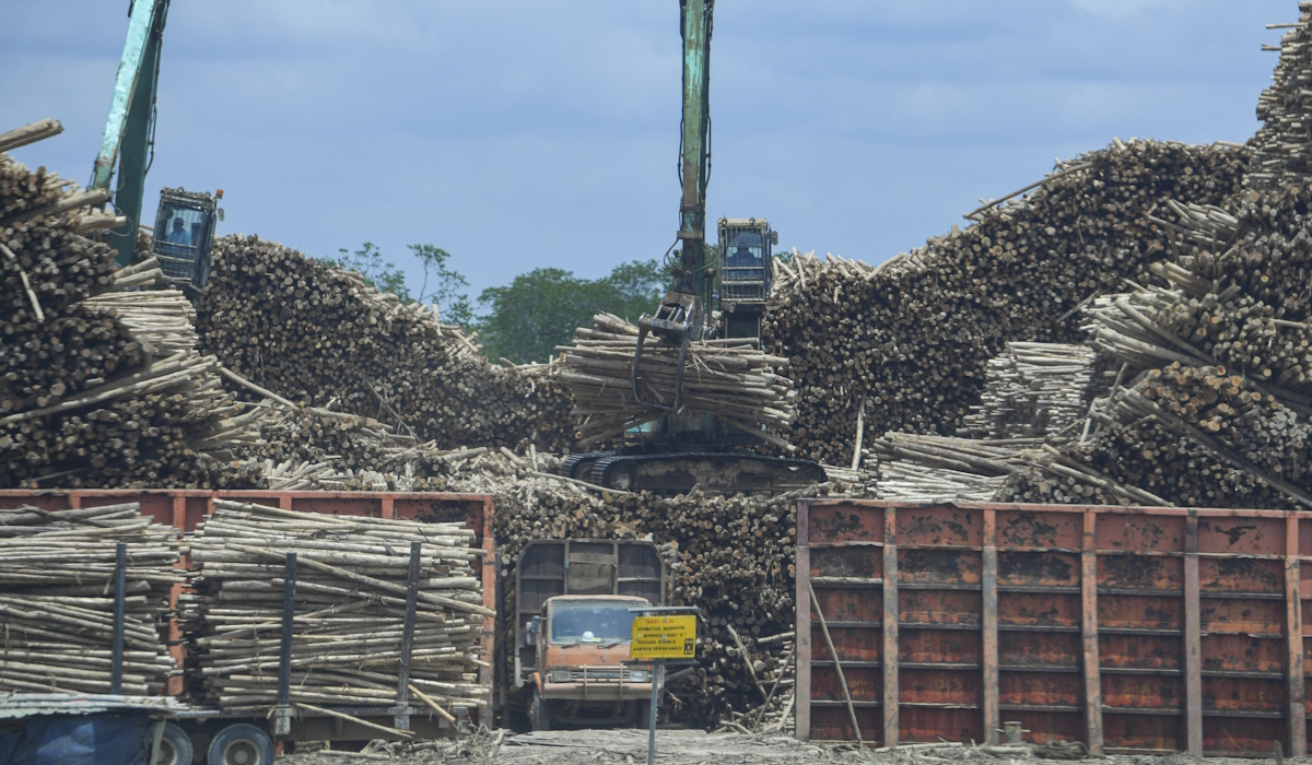 Alat berat melakukan bongkar muat batang pohon Eucalyptus yang merupakan bahan baku kertas