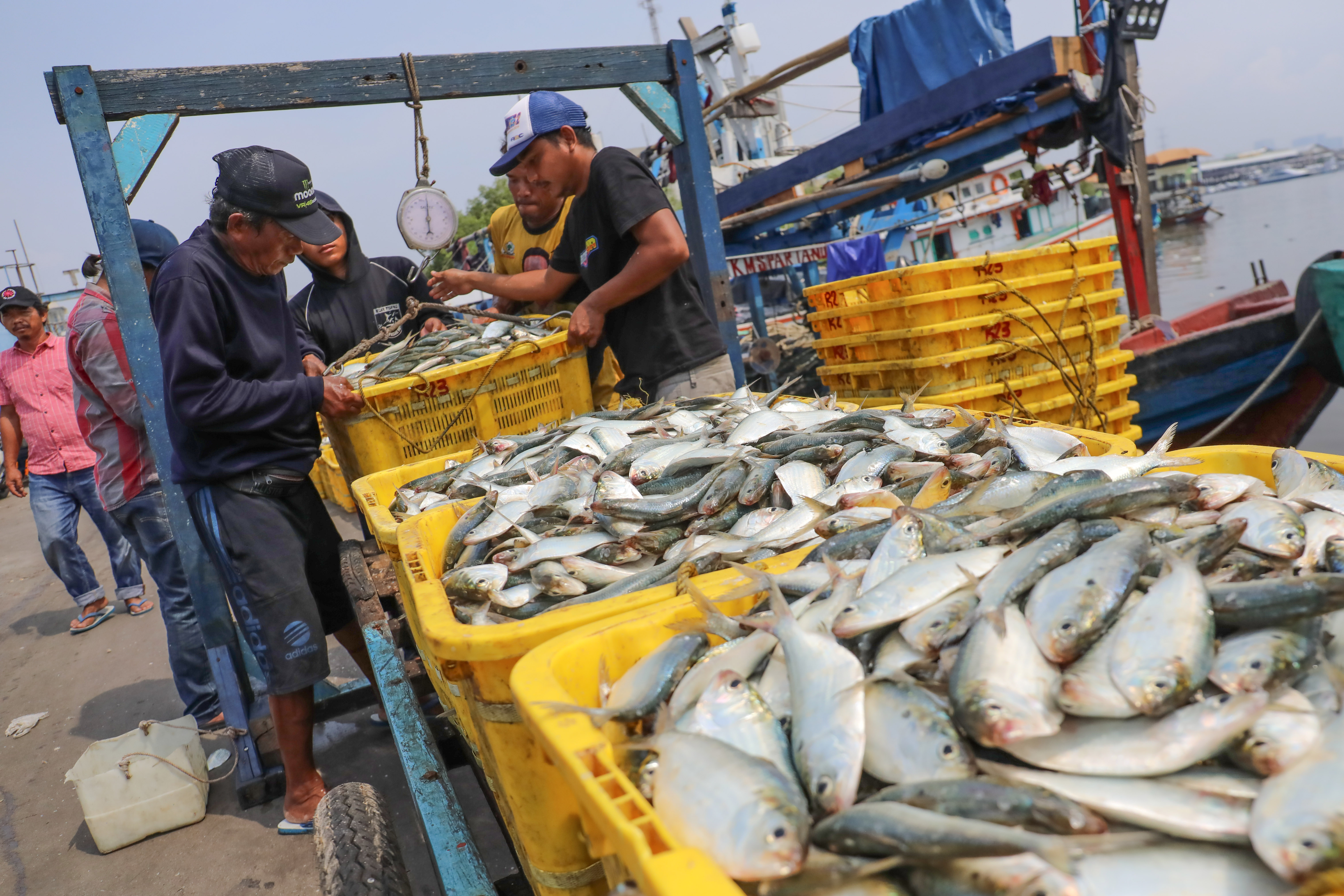 Nelayan melakukan bongkar muat hasil tangkapan ikan laut di Pelabuhan Muara Angke
