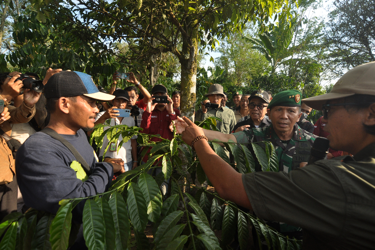 Sebanyak 4.000 bibit kopi robusta ditanam di atas lahan seluas empat hektare untuk dijadikan kawasan percontohan binaan TNI AD dan grup PT K