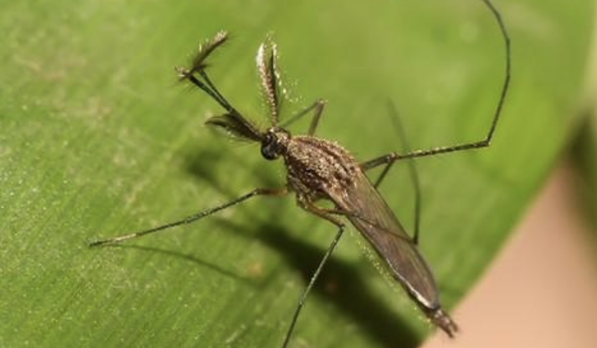 Virus OROV dari gigitan nyamuk Culex quinquefasciatus