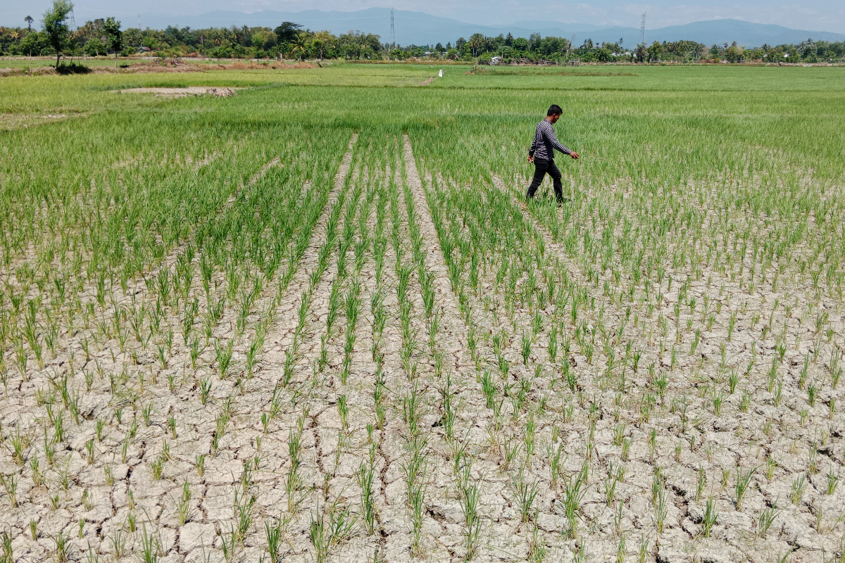 Ilustrasi, ribuan hektare sawah di Padang terancam kekeraingan