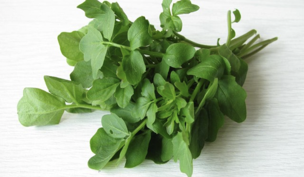 Manfaat mengonsumsi selada air