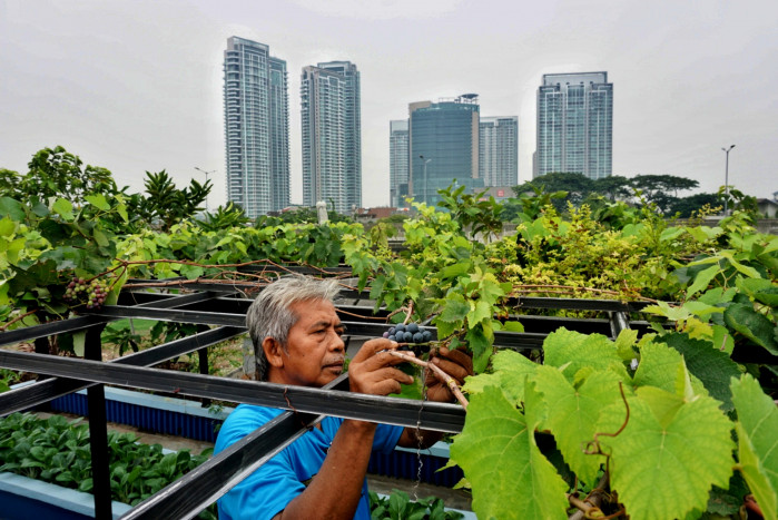 Abdul Rahman (60), saat merawat tanamannya di kebun yang berada diatas balkon rumah di kawasan Cipete, Kebayoran Baru, Jakarta