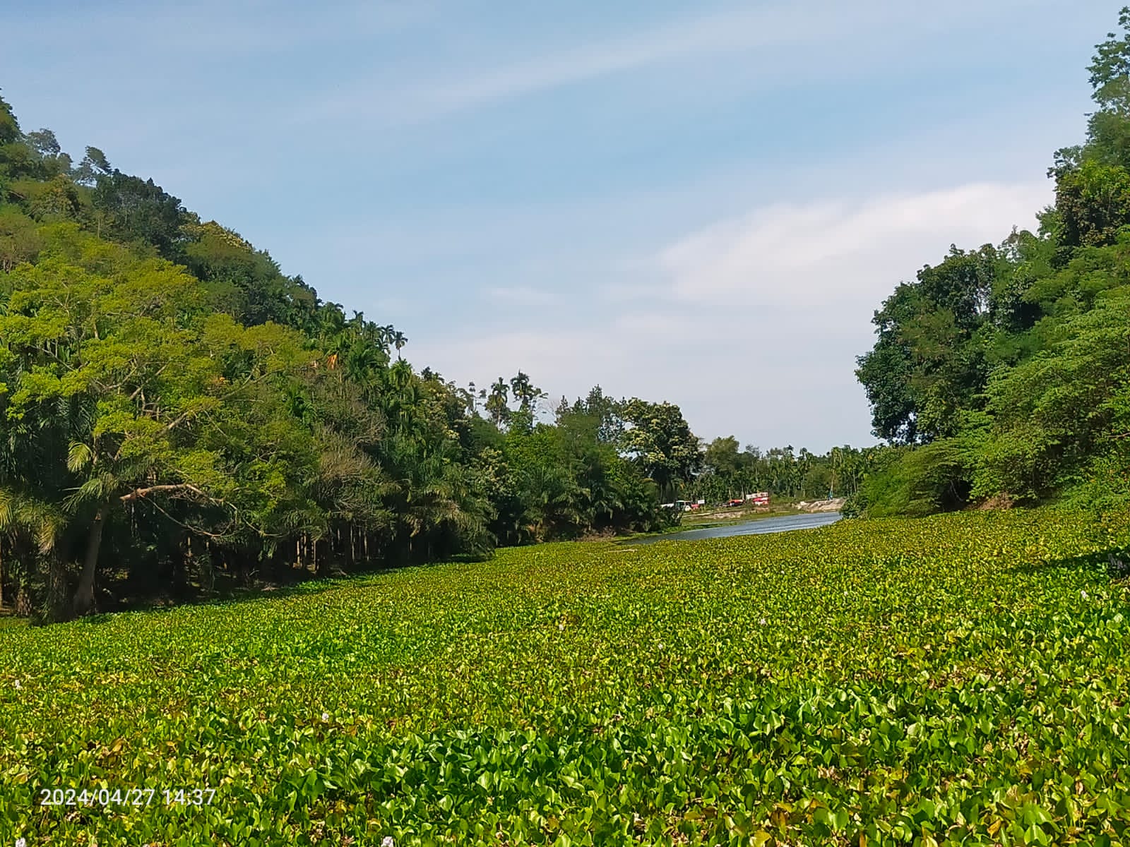 Kawasan hutan adat Mukim Paloh, Kecamatan Padang Tiji, Kabupaten Pidie, Provinsi Aceh.