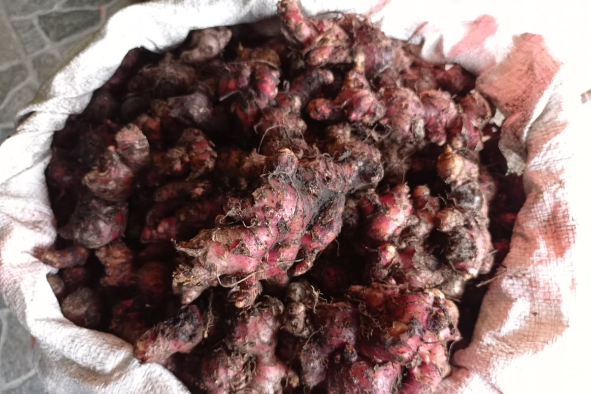 Ilustrasi, berikut manfaat jahe merah untuk kesehatan tubuh