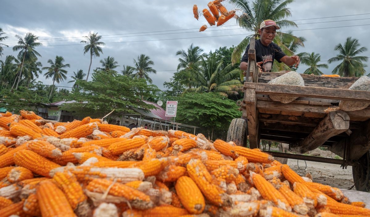 Petani menurunkan jagung yang baru dipanen di Desa Poi, Sigi, Sulawesi Tengah, Jumat (5/1/2024).