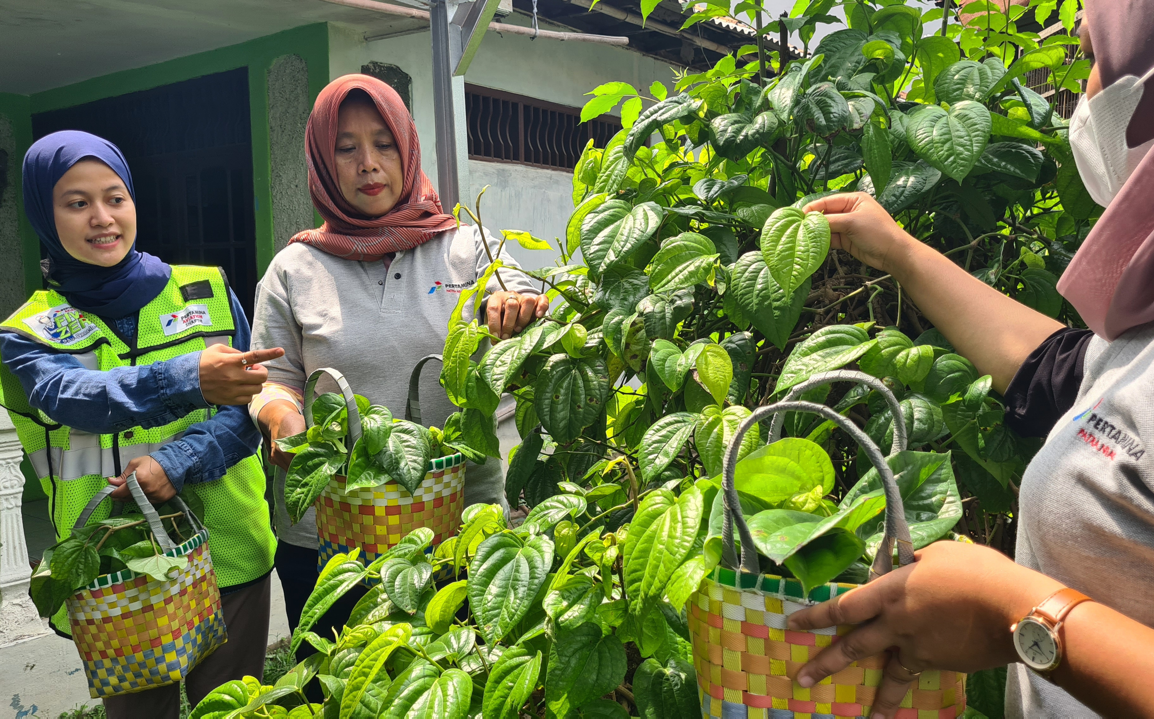 Daun sirih dipergunakan sebagai obat tradisional secara turun menurun. Ini manfaat kesehatan yang terkandung dalamnya.