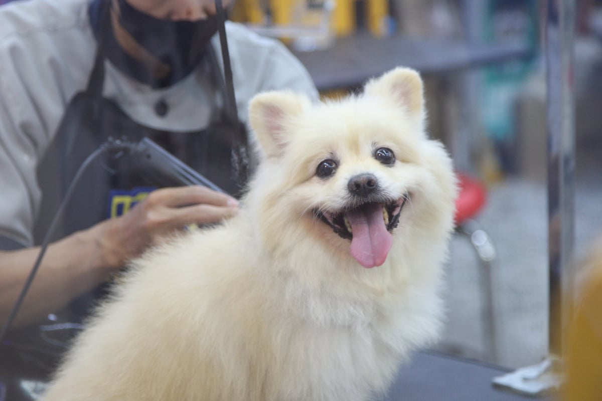 Seorang stylist tengah melakukan perawatan bulu anjing di salah satu salon kecantikan dan perawatan anjing piaraan di Gajah Mada Plaza, Jaka
