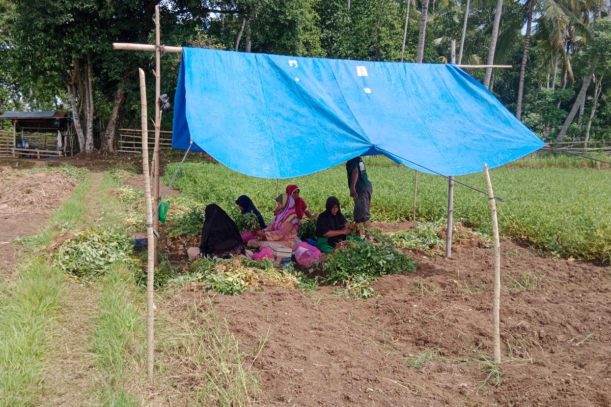 Ilustrasi, petani di Bangka Belitung terpaksa haru menanam tanaman palawija karena lahan sawah kering