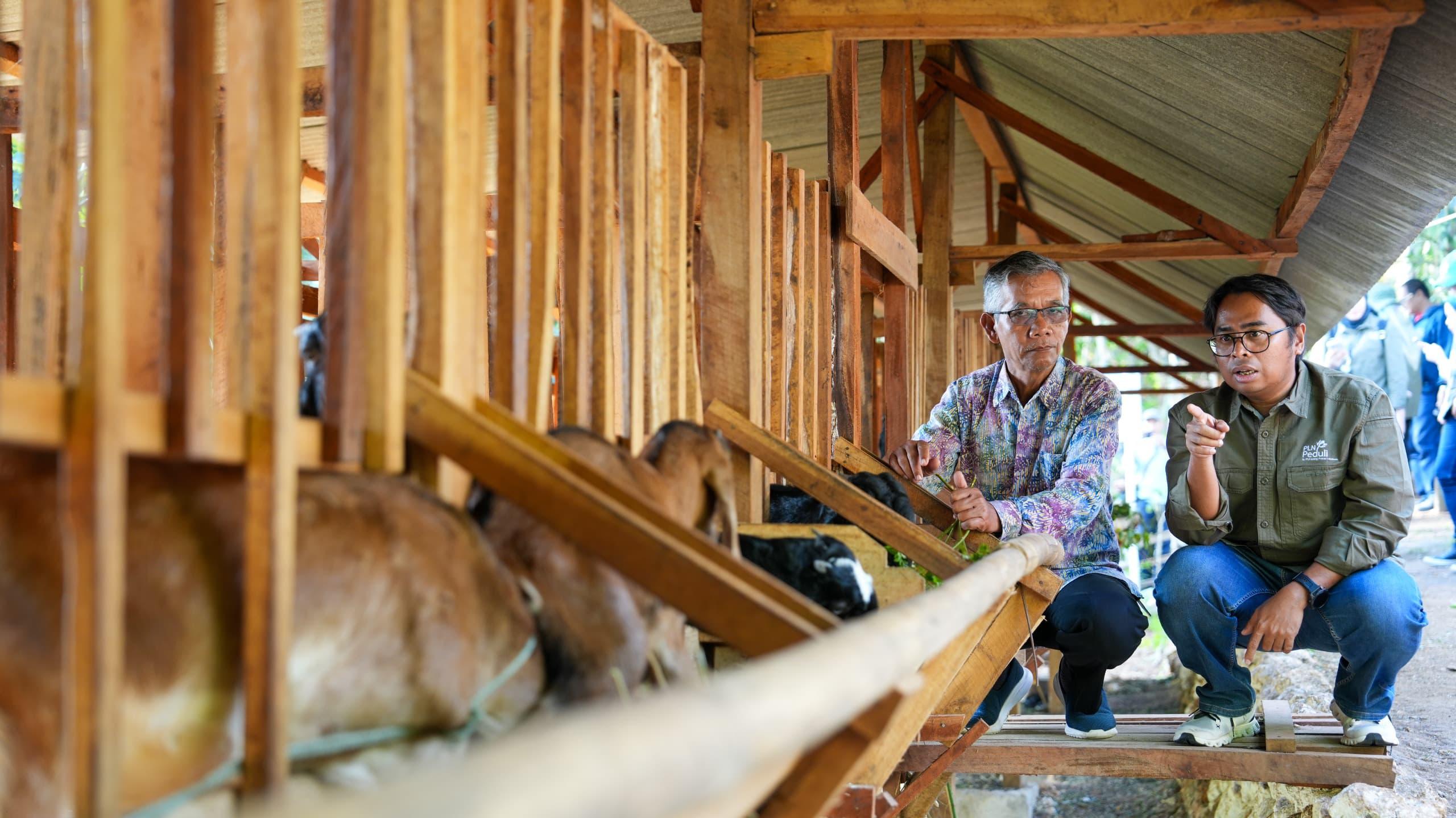 Sekretaris Perusahaan PLN EPI Mamit Setiawan (kanan) memantau kambing etawa yang dikelola warga.