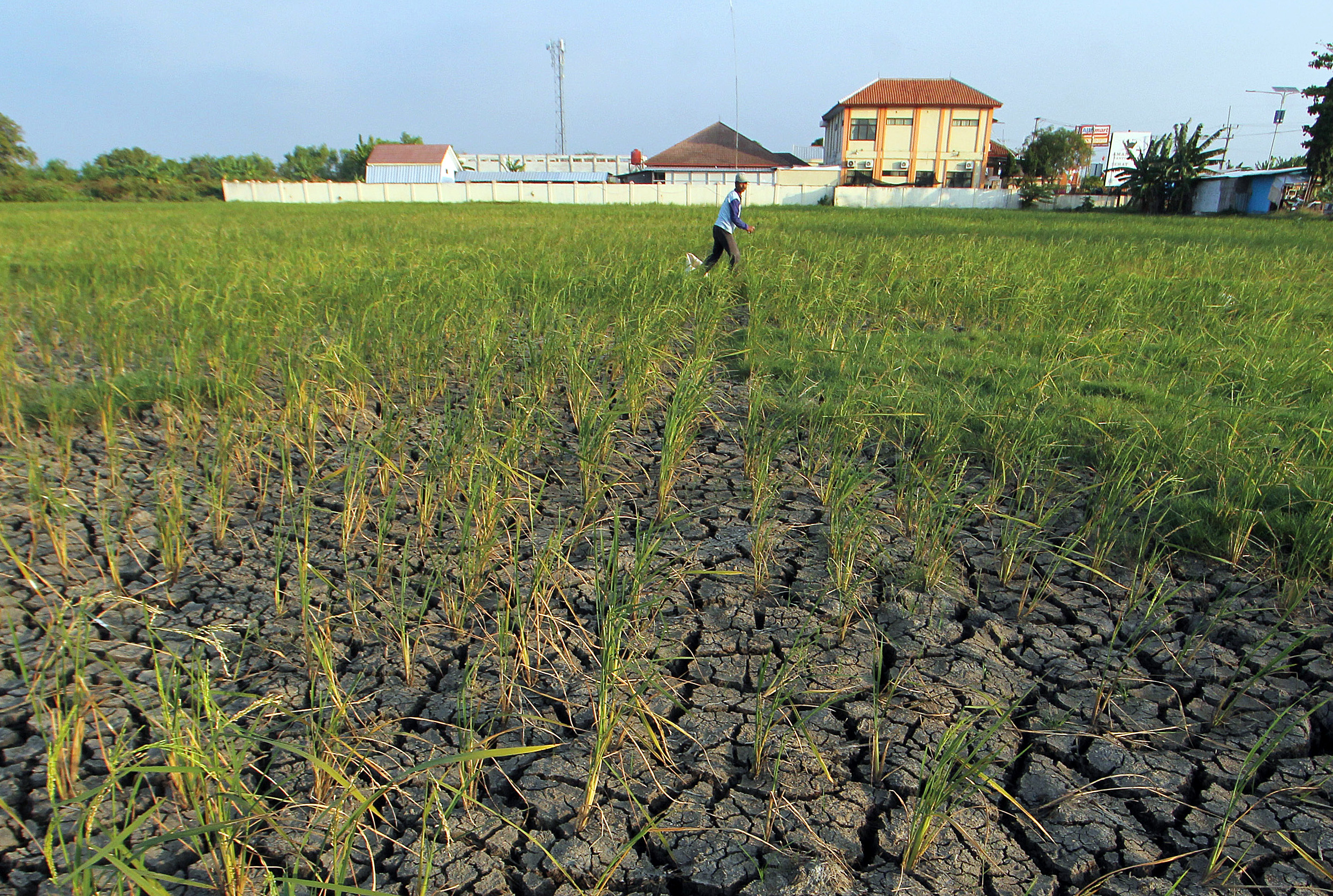 Lahan pertanian di Kabupaten Cirebon mulai mengalami kekeringan. 