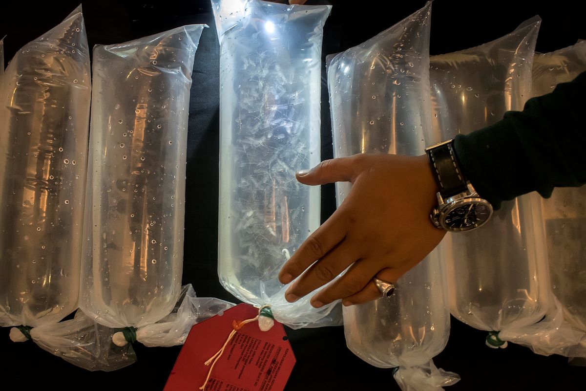 TNI AL Gagalkan Penyelundupan 73 Ribu Benih Lobster Senilai Rp10 Miliar