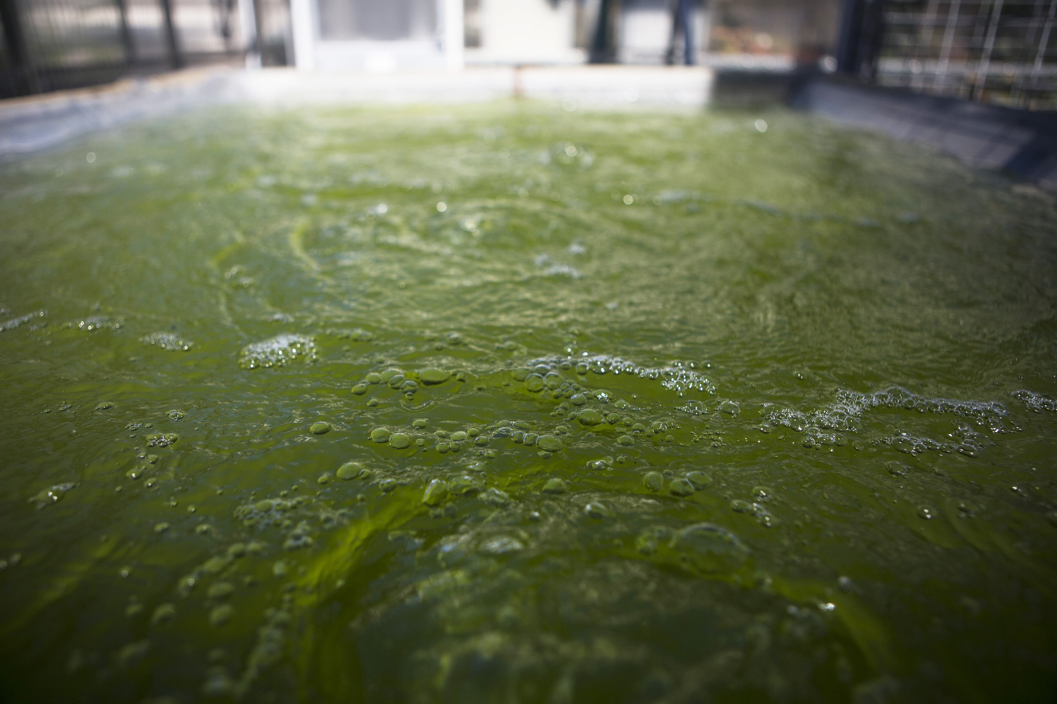 Alga hijau (chlorella vulgaris)