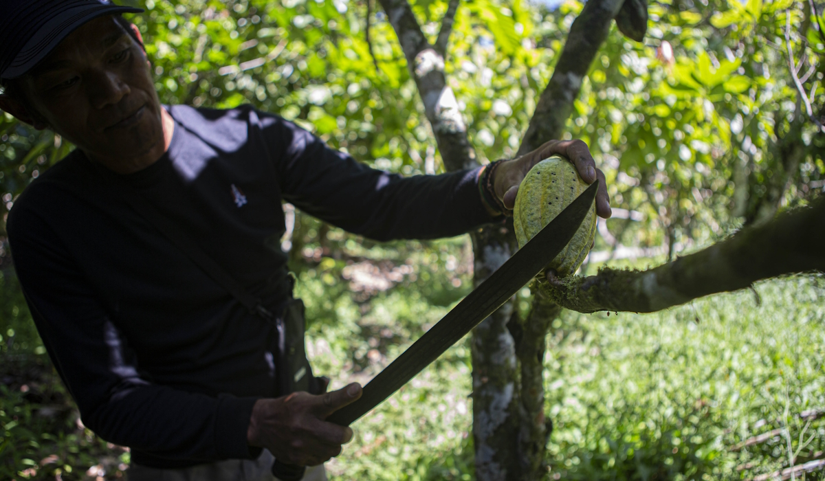 Ilustrasi: petani memisahkan buah cokelat atau kakao dari pohonnya menggunakan parang 