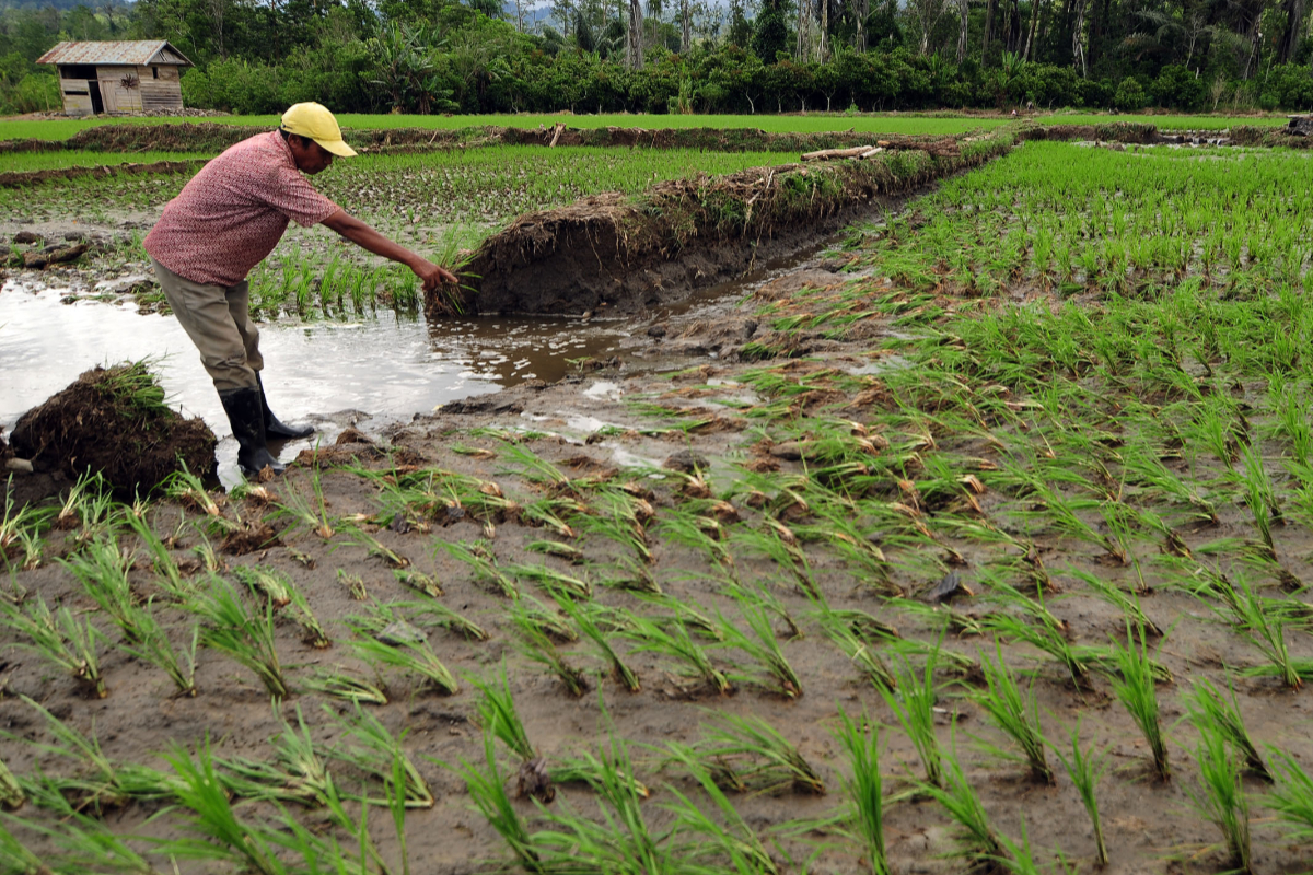 Seorang petani melihat sawah mliknya yang terkena imbas banjir bandang di Desa Lembantongoa, Manggalapi, Palolo, Sigi, Sulawesi Tengah