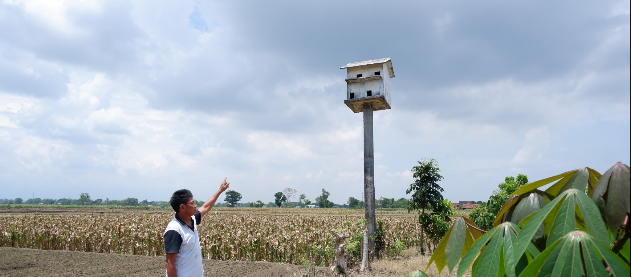Rumah burung hantu dibangun di tengah sawah