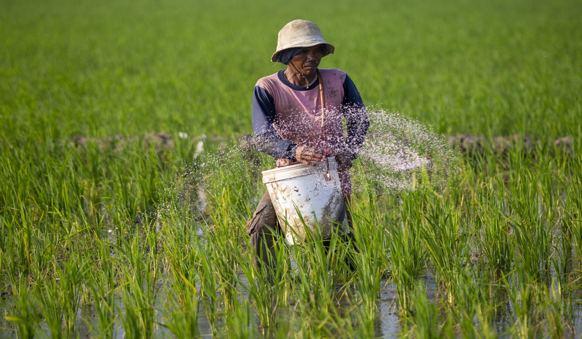 Petani menebar pupuk di areal sawah Desa Pasekan, Indramayu, Jawa Barat.
