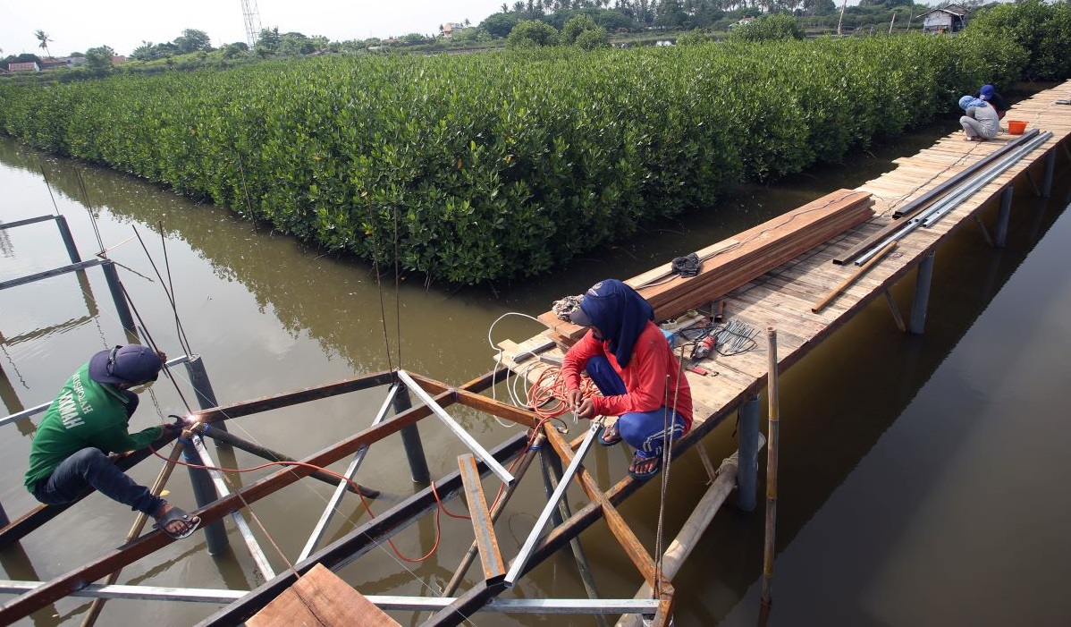 Taman Mangrove Ketapang, Mauk, Tangerang, Banten.