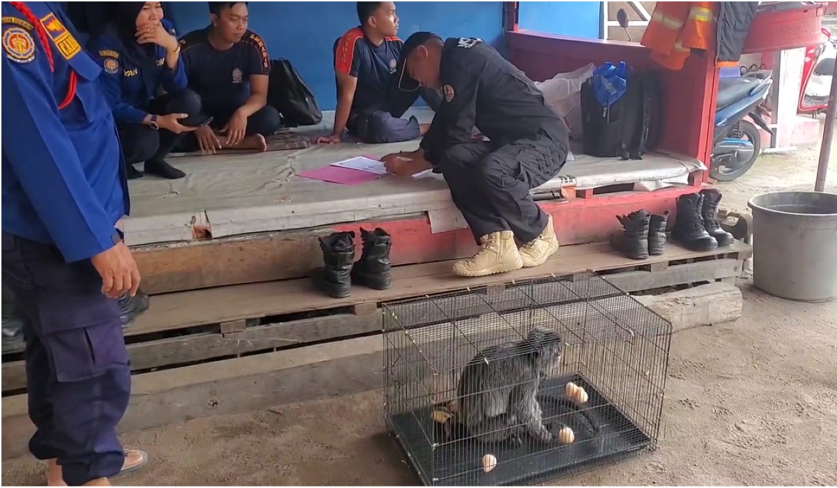 Lutung yang diamankan.