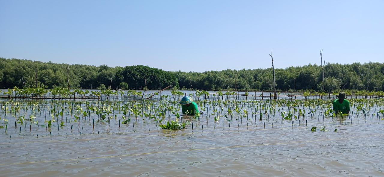 Penanaman 15.000 mangrove