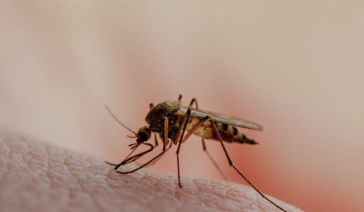 Kematian akibat virus Oropouche di Brasil