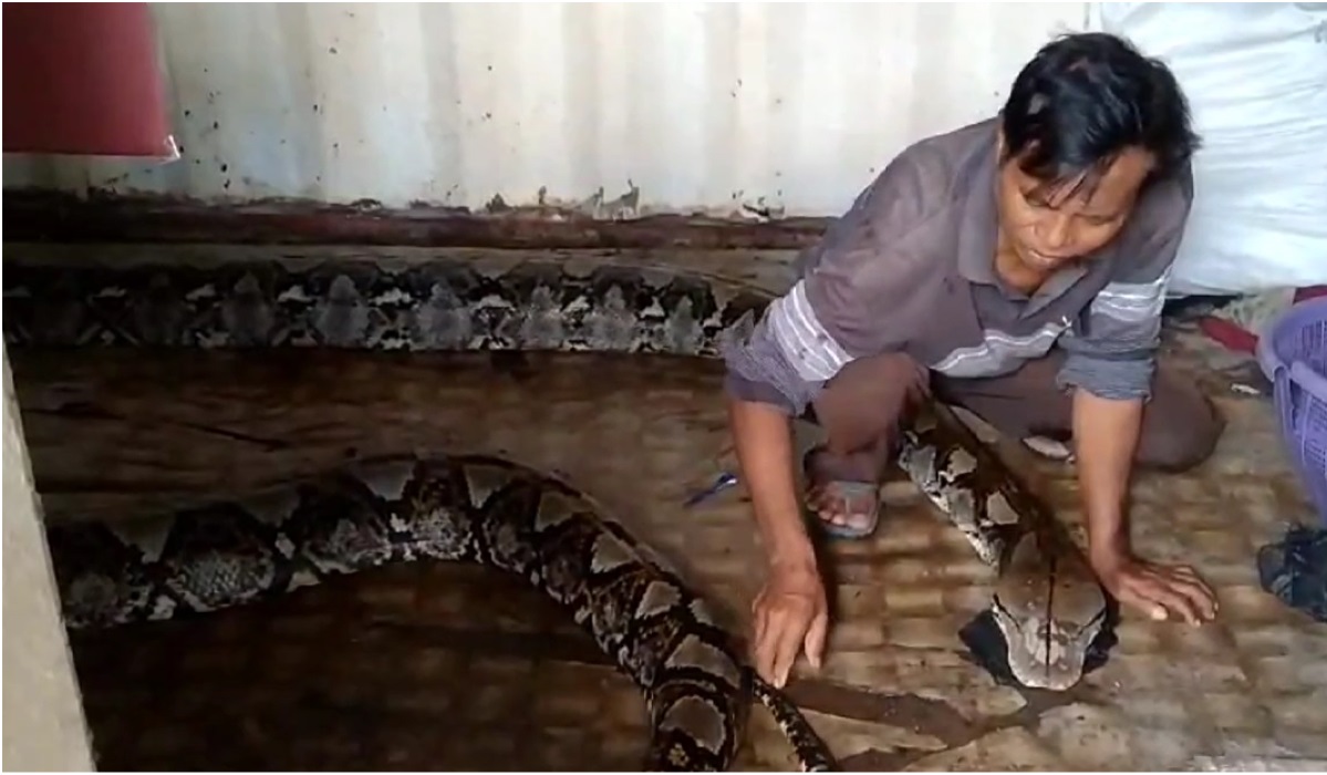 Ular piton yang ditangkap warga.