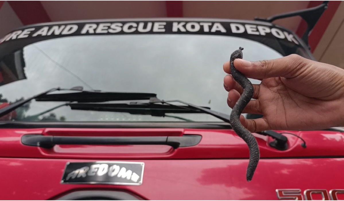 Ular mainan yang ditangkap.