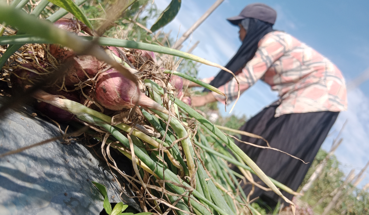 Petani bawang merah