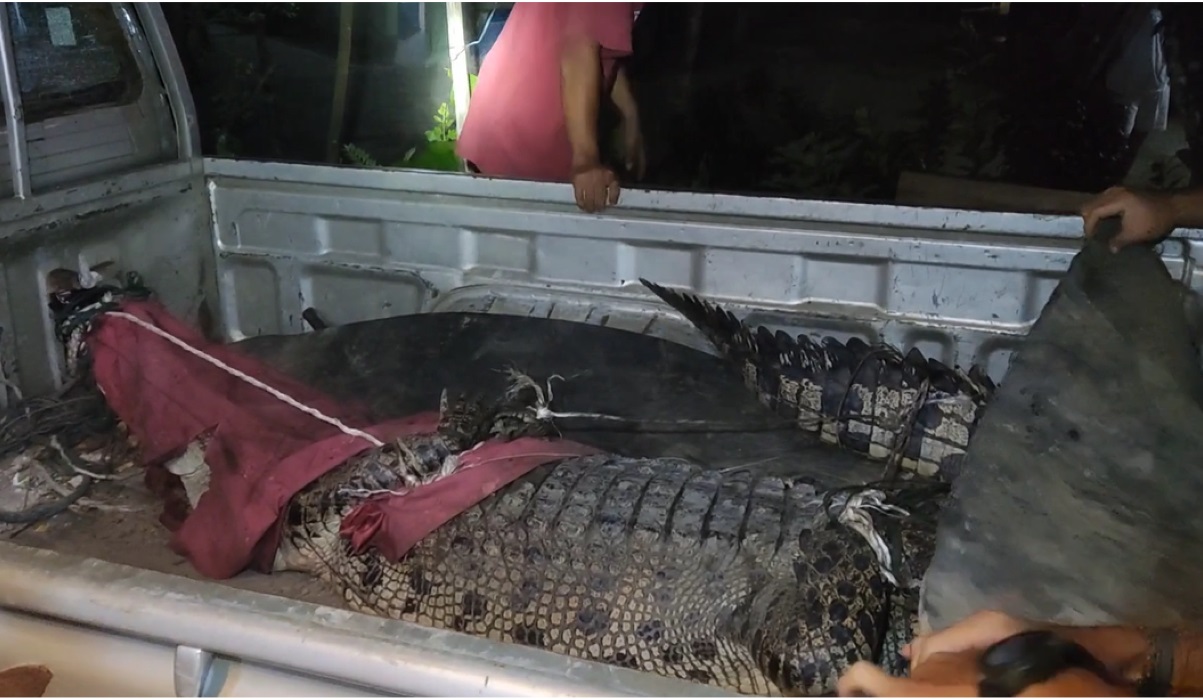 Buaya yang ditangkap warga.