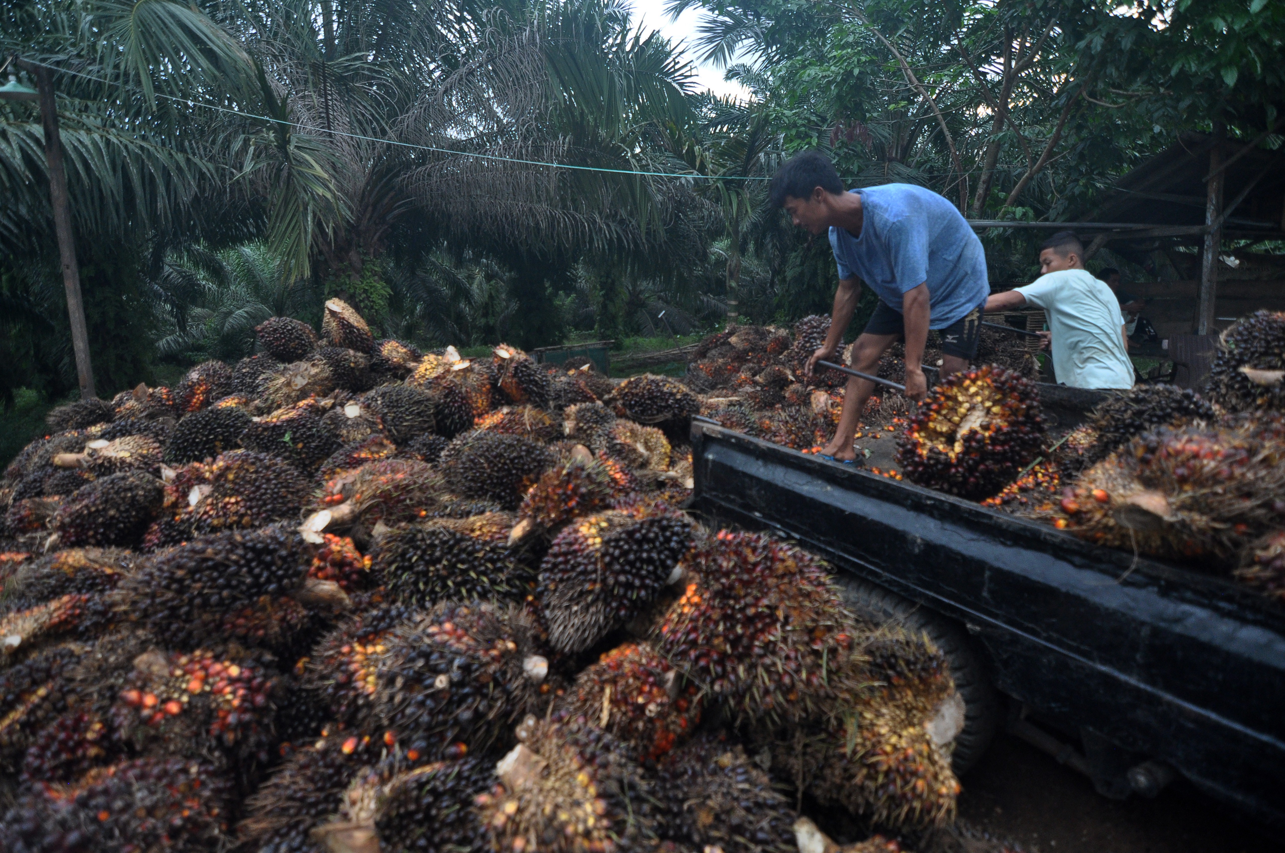 Kalangan pendidikan usulkan informasi tentang kelapa sawit dimasukkan dalam muata lokal sekolah 