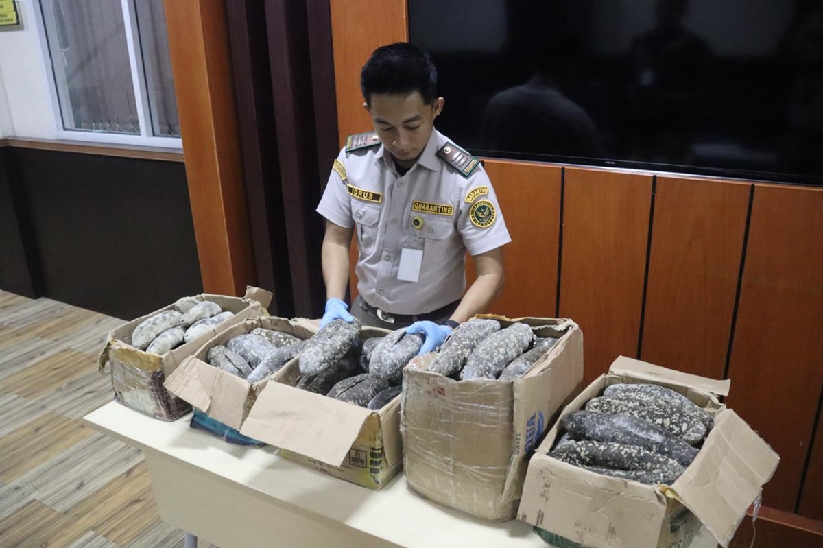 Balai Besar Karantina Hewan, Ikan, dan Tumbuhan Sulsel berhasil menggagalkan penyelundupan puluhan kilogram teripang susu senilai Rp130 juta