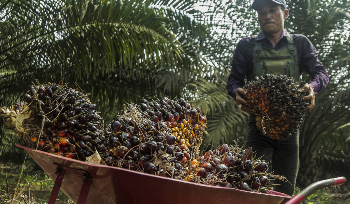 Pengelolaan Dana Kakao dan Kelapa ke BPDPKS Dinilai akan Ganggu Program Strategis Nasional Kelapa Sawit
