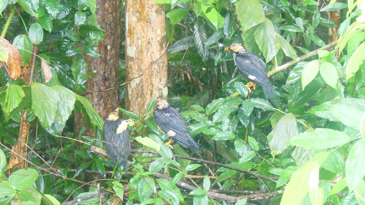 Gakkum KLHK lepasliarkan ribuan burung di kawasan Tahura Sultan Adam, Kalsel. 