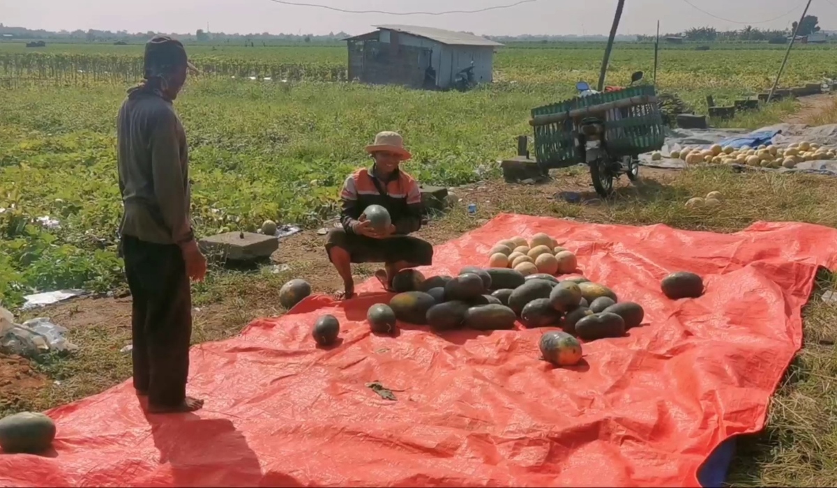 Petani Semangka Inul Gigit Jari, Harga Anjlok saat Panen.