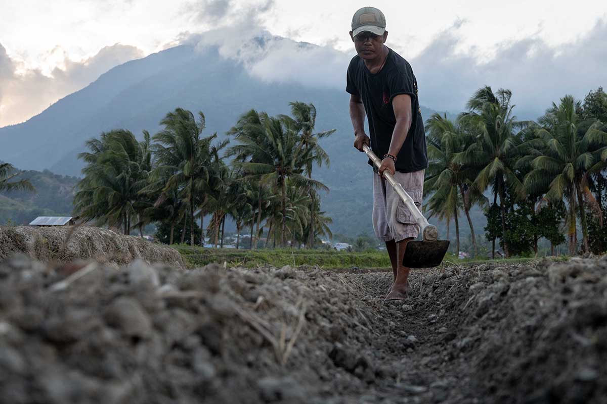 Petani menggemburkan lahannya untuk persiapan menanam jagung.