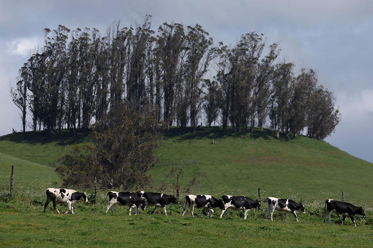 AS Laporkan Kasus Flu Burung Keempat