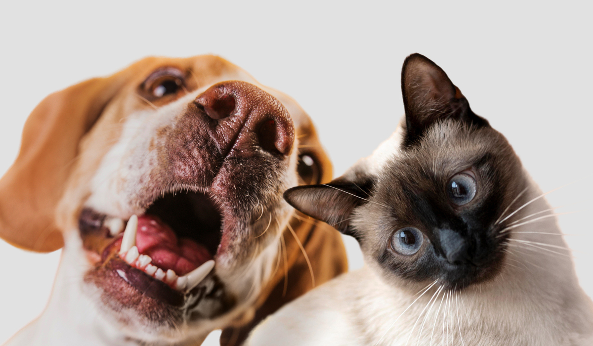 Ilustrasi hewan peliharaan