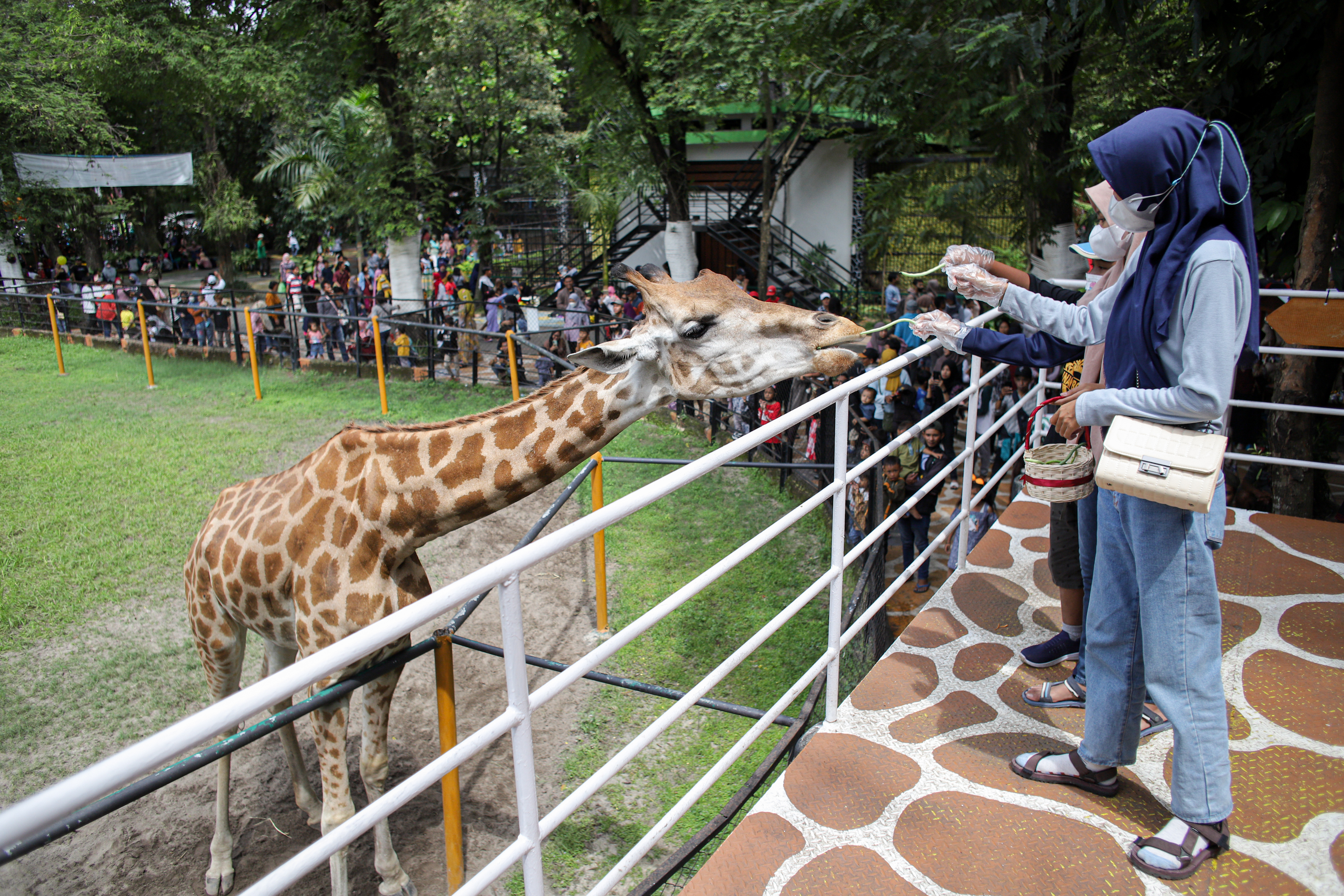 Pengunjung memberi makan jerapah di Kebun Binatang Surabaya (KBS), Surabaya, Jawa Timur.