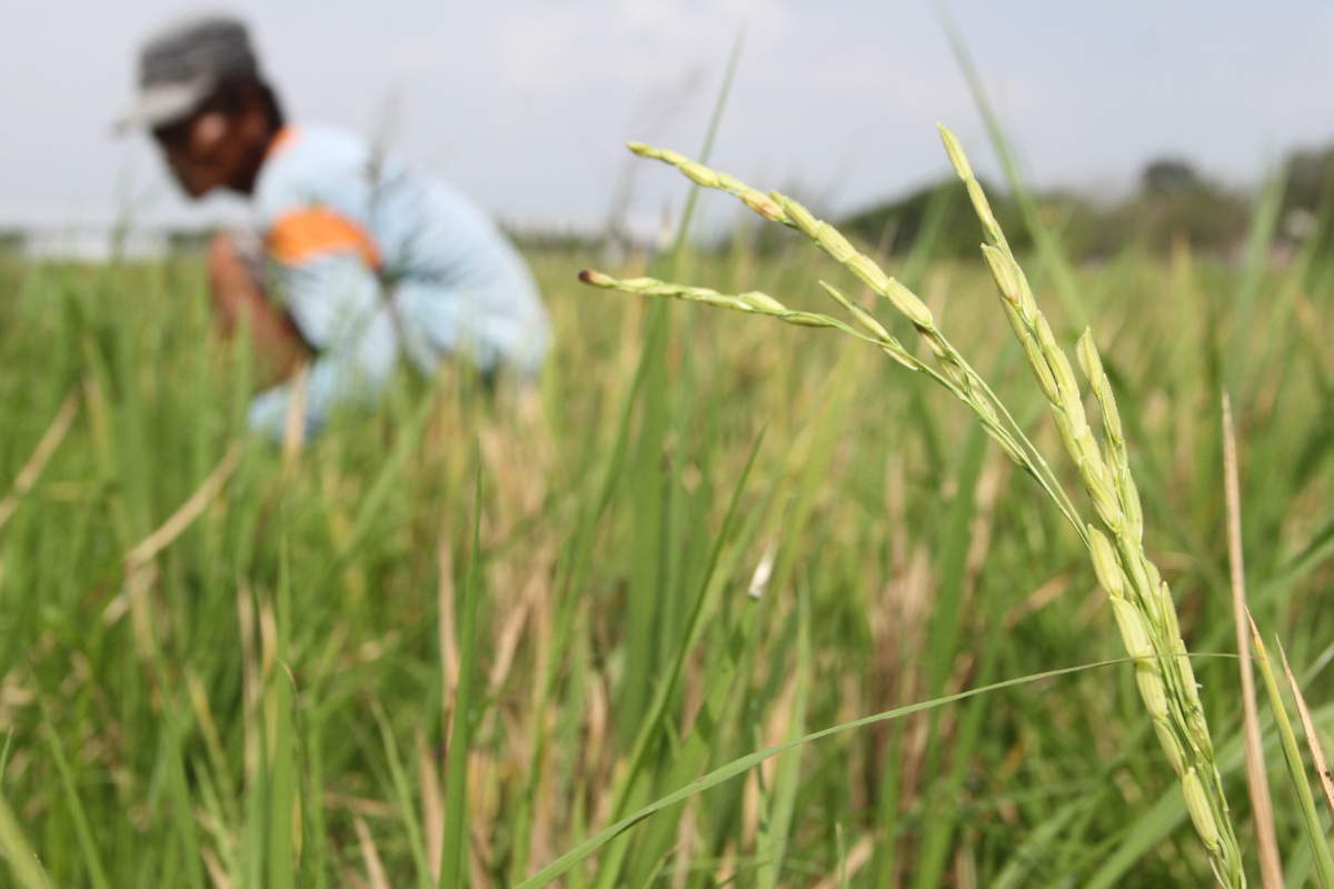 Petani memotong tanaman padi yang rusak terserang hama untuk dijadikan pakan ternak di Paron, Ngawi, Jawa Timur