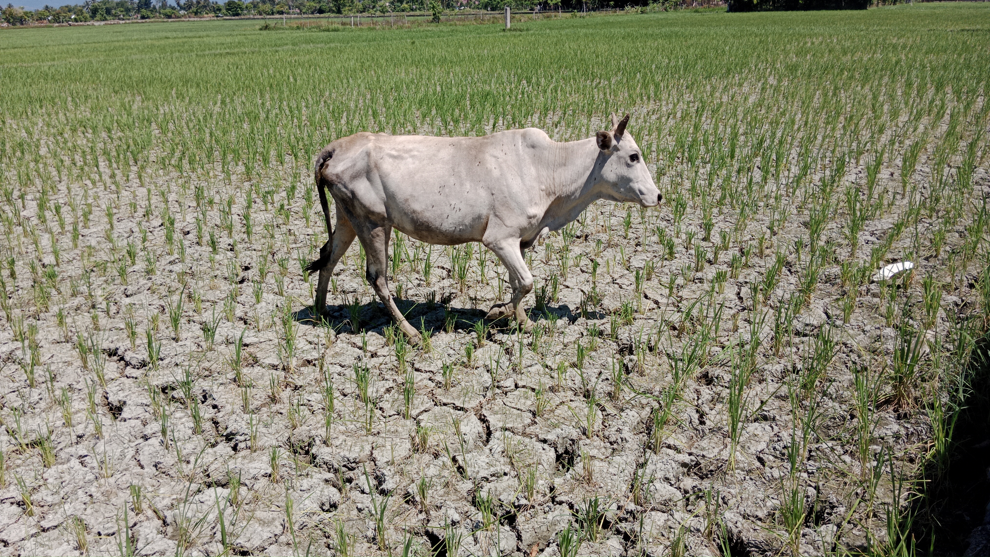 Seekor sapi melintas di atas lahan persawahan yang mengering di Pidie.