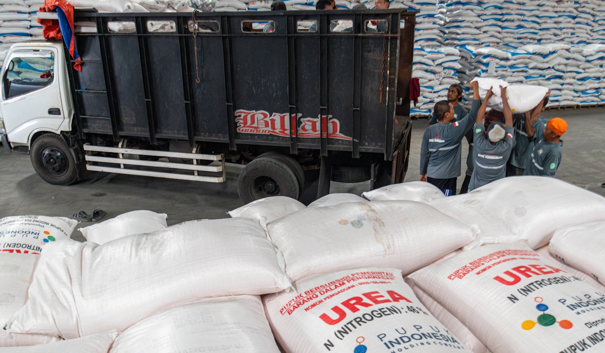 Pekerja mengangkut karung berisi pupuk urea ke dalam truk 