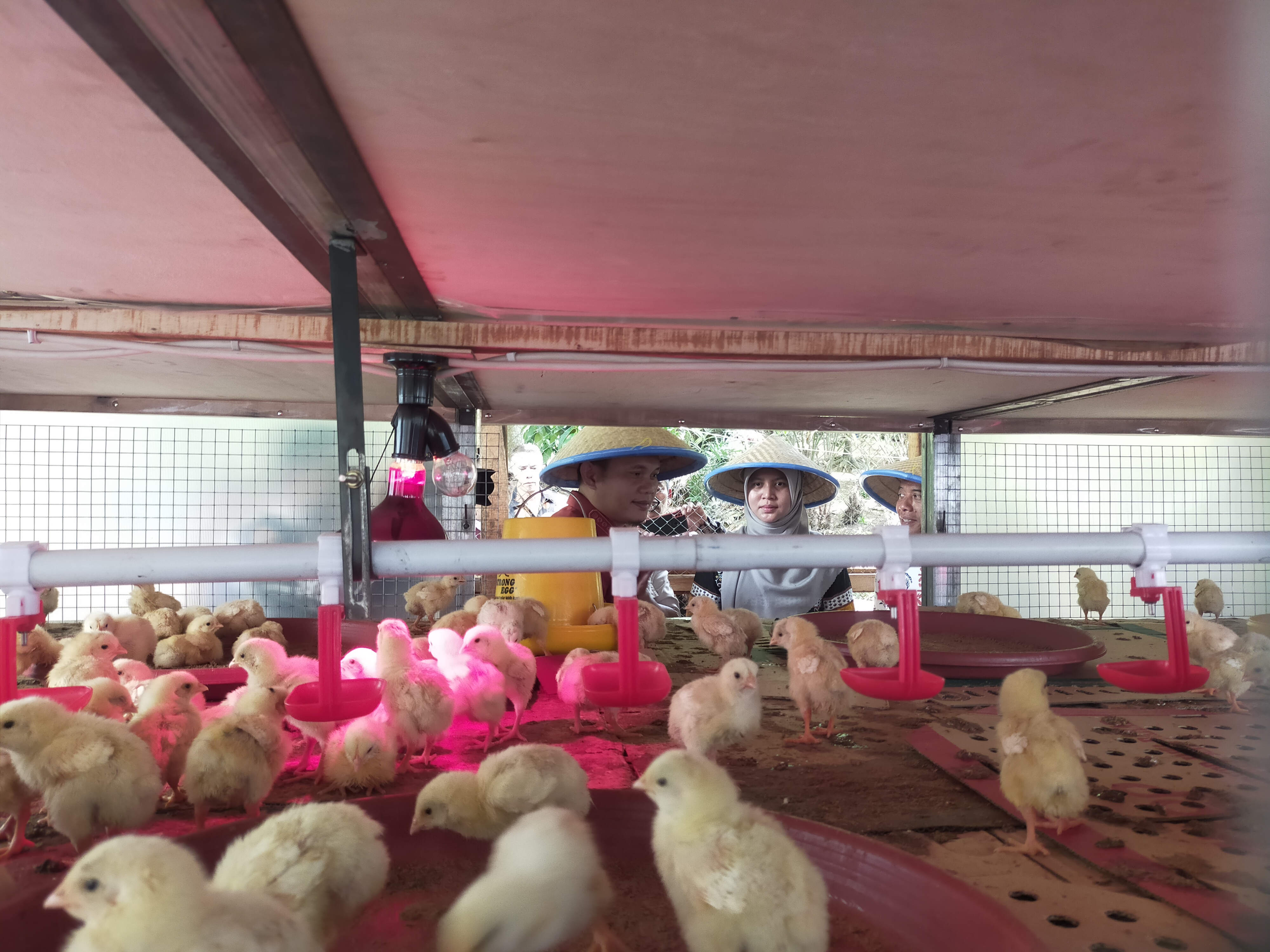 Tekan Inflasi, BI dan Pemkot Tasikmalaya Kembangkan Ternak Ayam Rancage