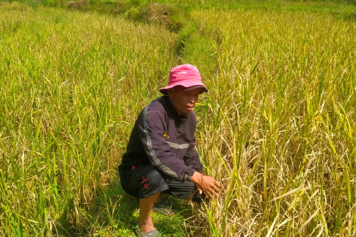 Petani di Kampung Selakawung, Desa Sukanagalih, Kecamatan Rajapolah,Kabupaten Tasikmalaya, keluhkan hama wereng batang coklat (WBC) dan tiku