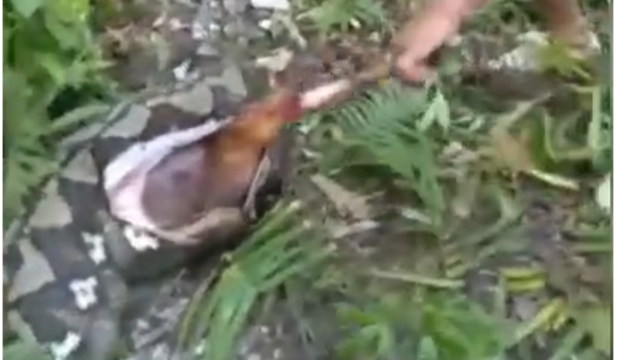 Warga menarik sapi dari perut ular. 