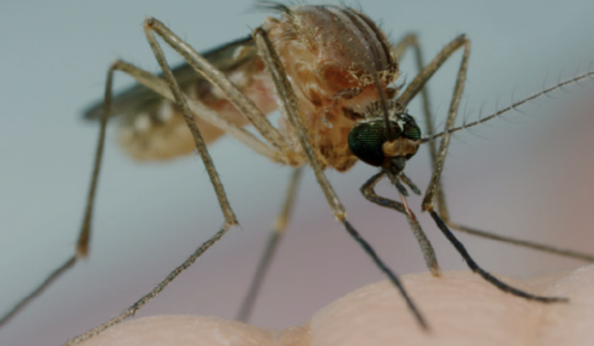 Nyamuk Culex Quinquefasciatus