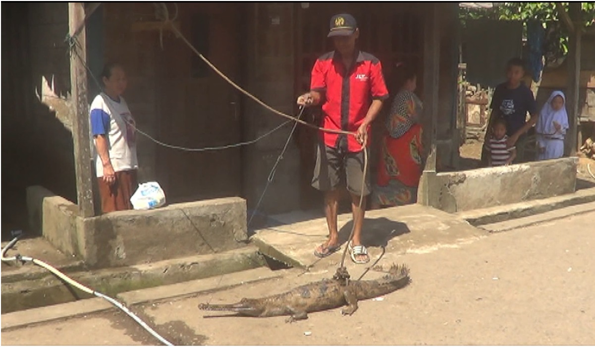 Buaya senyulong yang diamankan warga.